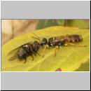 Mellinus arvensis - Kotwespe w21 mit Fliege.jpg